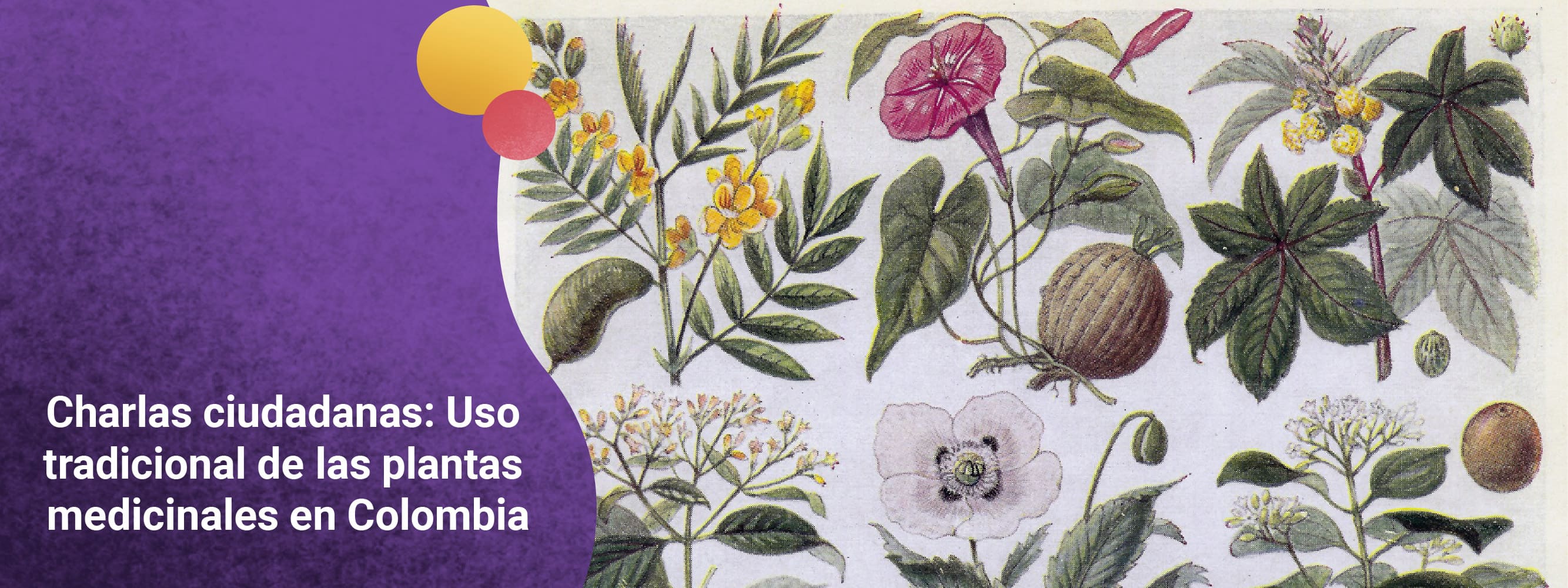 Conocimiento y uso tradicional de las plantas medicinales en Colombia