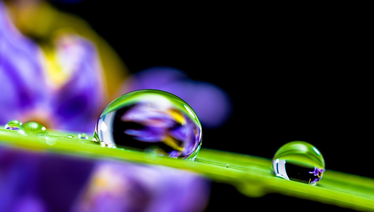 Gotas de agua posadas en una planta