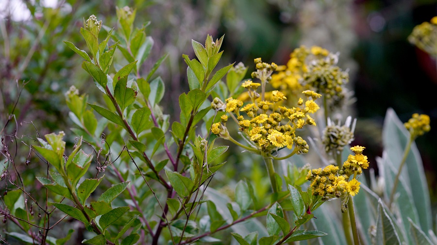 Huertas, botánica y cuidado del medio ambiente en BibloRed