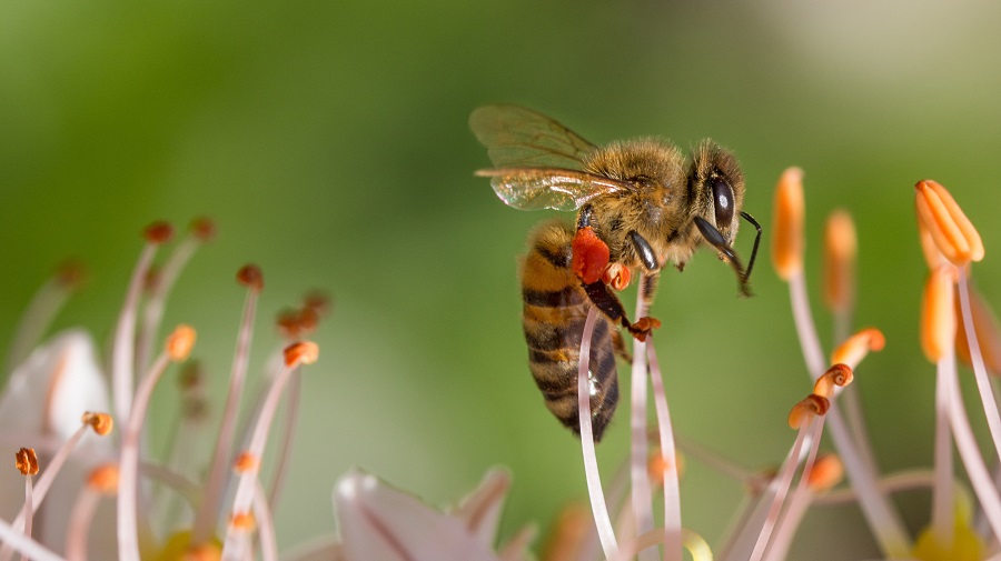 Las abejas: heroínas de nuestro mundo 