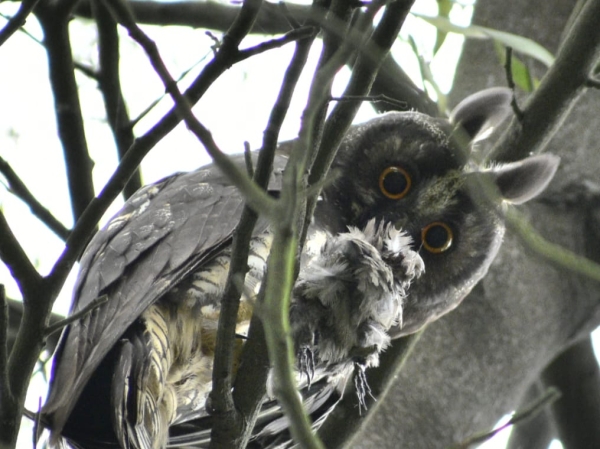 Entre aves y raíces: bitácora de lo vivo